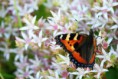 /album/photogallery/butterfly-22421-640-jpg1/