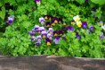 /album/photogallery/viola-16797-640-jpg/