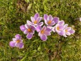 /album/photogallery/crocus-3328-640-jpg/