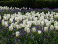 /album/photogallery/flower-109891-640-jpg/